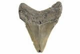 Serrated, Fossil Megalodon Tooth - South Carolina #321341-1
